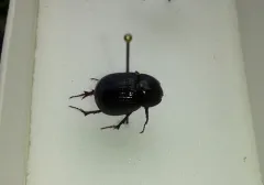 Aphonus tridentatus thumbnail 3