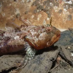 Scalyhead Sculpin thumbnail 2