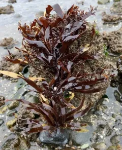 Prionitis lanceolata thumbnail 2