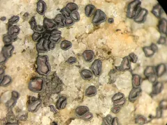 Low-rim Grain-spore thumbnail 1