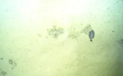Deepsea Sole thumbnail 1