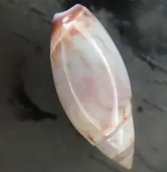 Beatic Dwarf Olive Snail thumbnail 4