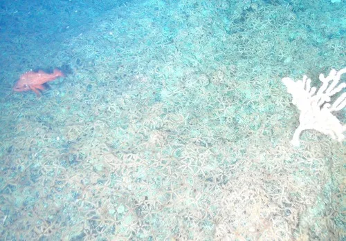 Rougheye Rockfish