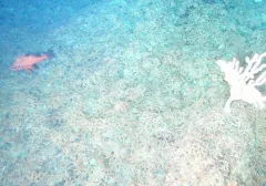 Rougheye Rockfish thumbnail 1