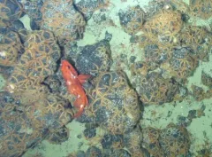 Blackgill Rockfish thumbnail 1