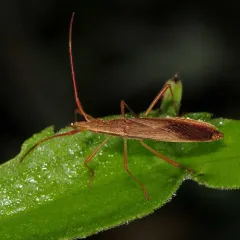 Protenor belfragei thumbnail 3