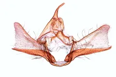 Phtheochroa terminana thumbnail 2