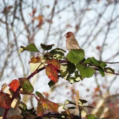 House Finch thumbnail 3