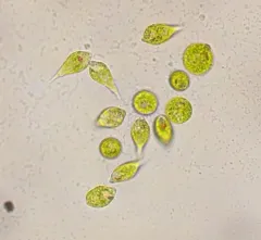 Euglena viridis thumbnail 2