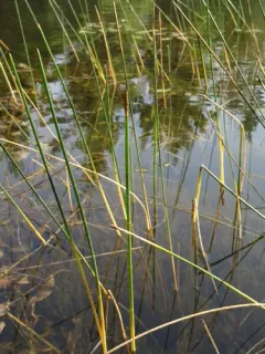 Horsetail Spikerush thumbnail 4