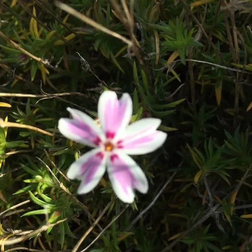 moss phlox