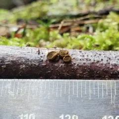 Velutarina rufo-olivacea thumbnail 3
