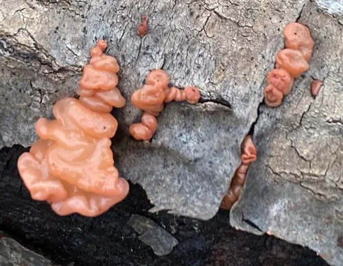 Ditangium cerasi