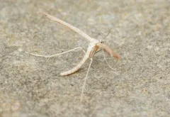 Mousy Plume Moth thumbnail 4