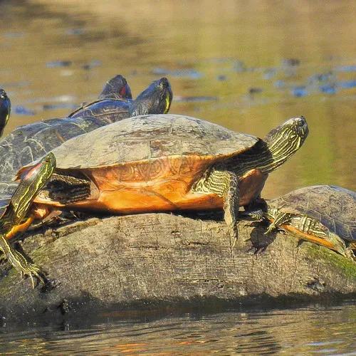 Texas Cooter
