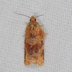 Pine Tube Moth thumbnail 3