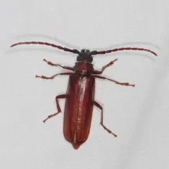 Brown Prionid thumbnail 4