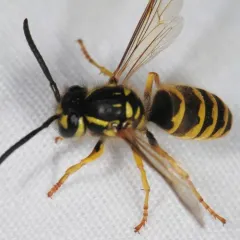 Downy Yellowjacket thumbnail 4