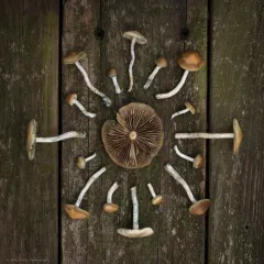 Cyclone Psilocybe thumbnail 3