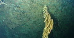 Shaggy Bamboo Coral thumbnail 4