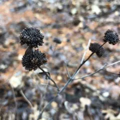 Clustered Mountainmint thumbnail 4