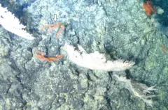 Callistephanus spauldingi thumbnail 2
