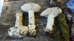 Protected Ringless Amanita thumbnail 3