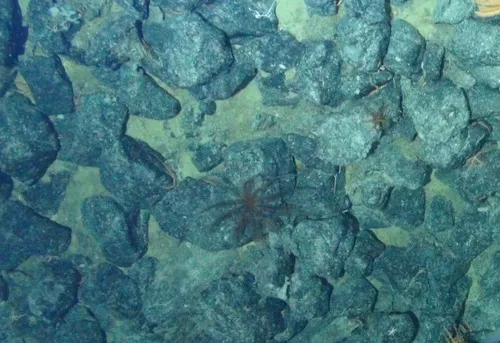 Fragile Feather Star