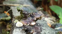Entoloma parasiticum thumbnail 1