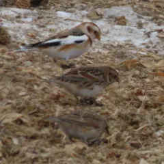 Lapland Longspur thumbnail 4