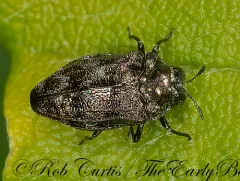 Brachys aeruginosus thumbnail 2