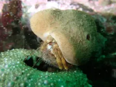 Bluespine Hermit Crab thumbnail 3