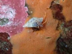Pagurus hartae thumbnail 2
