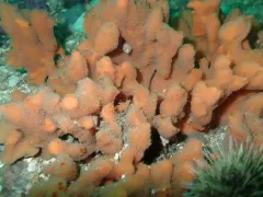Dragmacidon kishinense thumbnail 2