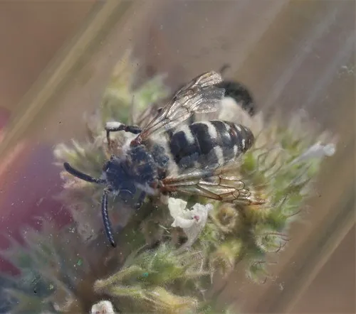 California Digger-cuckoo Bee