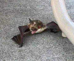 Pallid Bat thumbnail 3