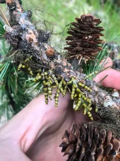 Larch Dwarf-mistletoe thumbnail 1