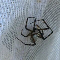 Banded Garden Spider thumbnail 2