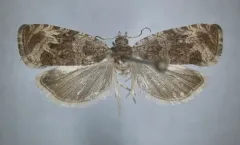 Olethreutes rusticanum thumbnail 2
