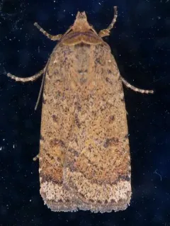 Coastal Heathland Cutworm Moth thumbnail 2