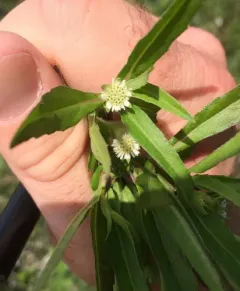 False Daisy thumbnail 2