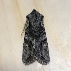 Egira hiemalis thumbnail 2