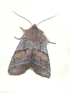 Eupsilia fringata thumbnail 4
