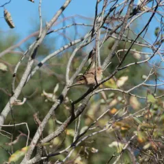 Indigo Bunting thumbnail 2