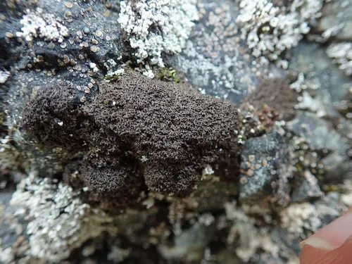 Shingled Camouflage Lichen