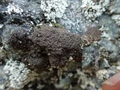 Shingled Camouflage Lichen thumbnail 1