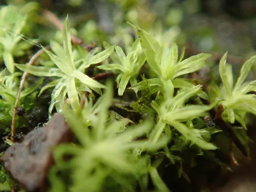 Timmiella crassinervis
