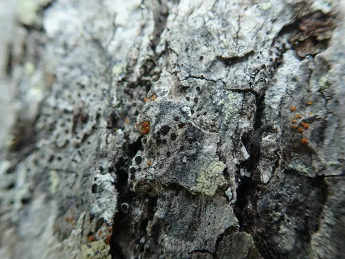 Rusty Firedot Lichen
