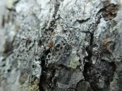 Rusty Firedot Lichen thumbnail 1
