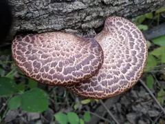 Dryad's Saddle thumbnail 2